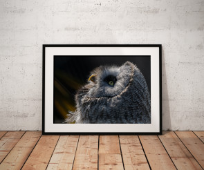 To buy a print or any of the below please click on the images